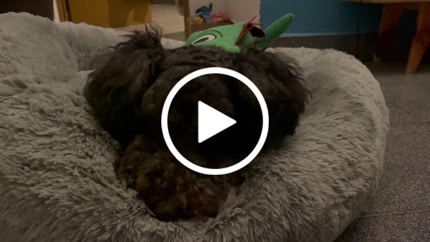 Customer video review of Funda Original para Cama Antiestrés para Perros