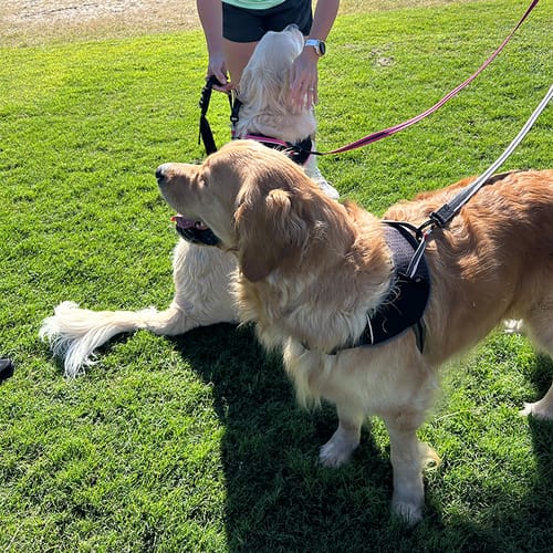 Customer photo review of Rogz AirTech Sport Harness