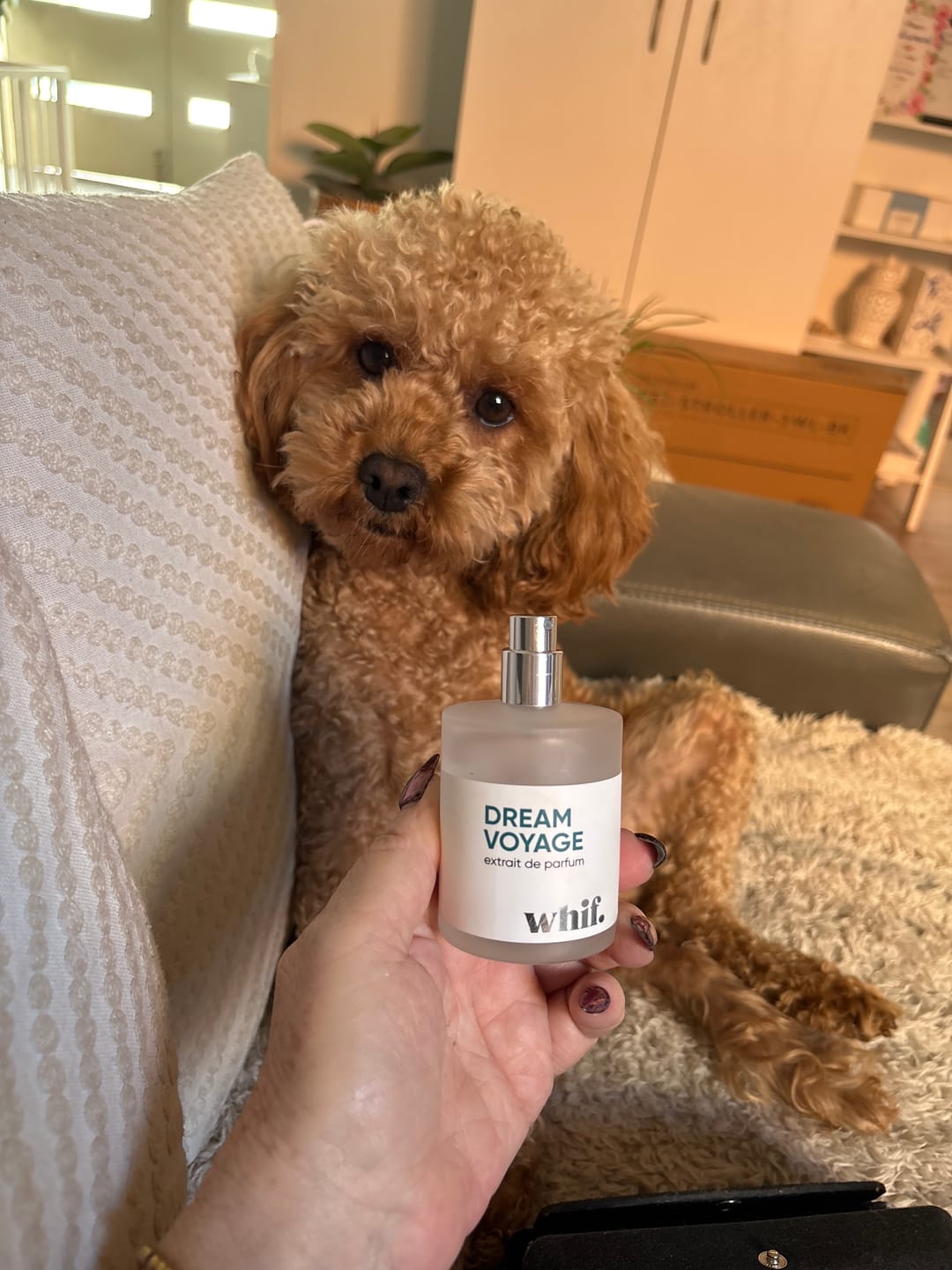 Customer photo review of Dream Voyage