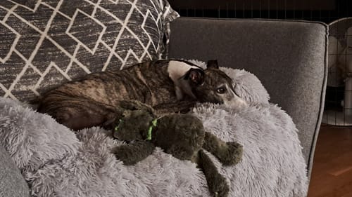 Customer photo review of CalmCouch - Motverkar ångest & skyddar din soffa