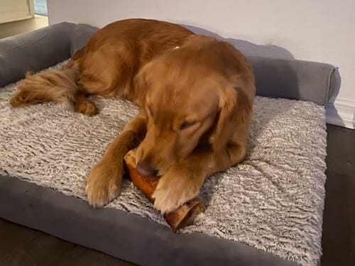 Customer photo review of 4 Pack of Treats