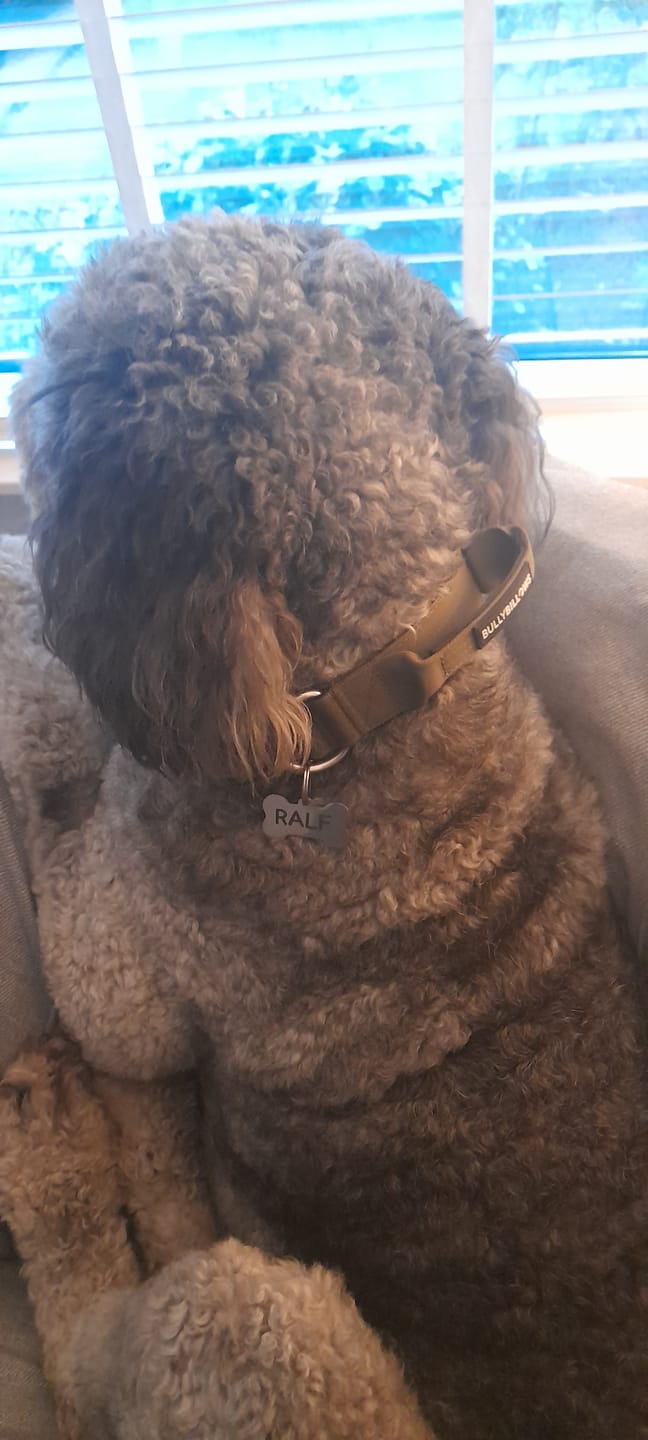 Customer photo review of 4cm Combat® Collar | Handle & Rated Clip -  Khaki