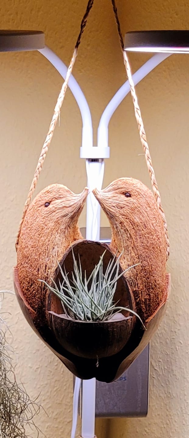 Customer photo review of Tillandsia schiedeana major - Mini Pulk