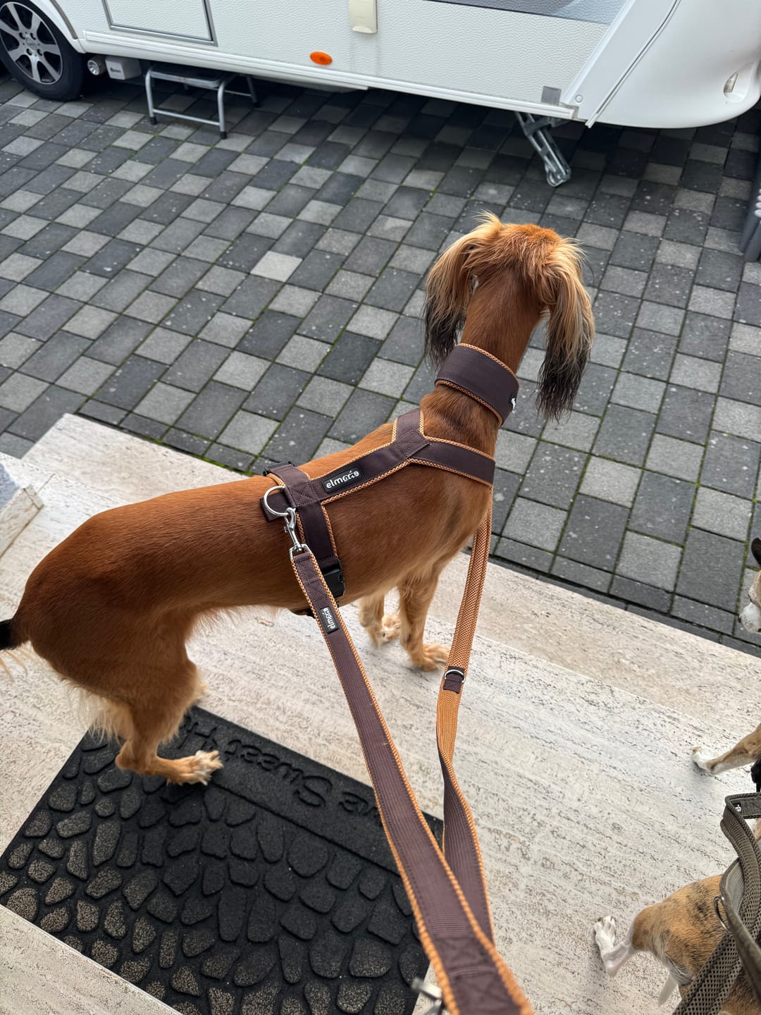 Customer photo review of Windhundgeschirr FUN "Toffee"