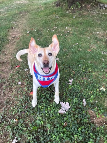 Customer photo review of Buffalo Knit Bandana