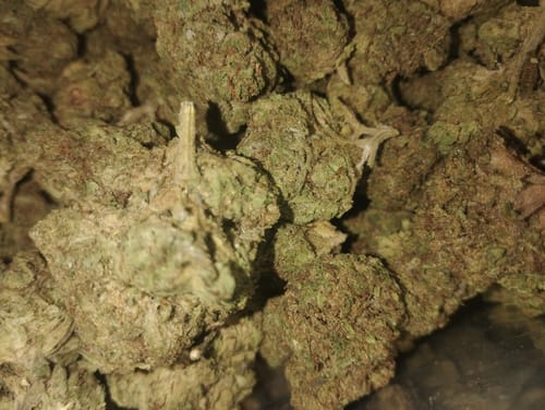 Customer photo review of Rosé THCA Flower