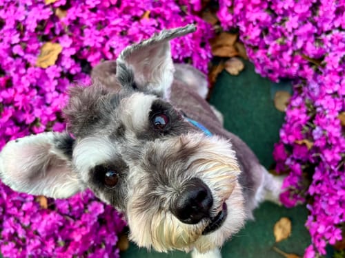 Customer photo review of FunFunPet 高機能ハーネス（お名前タグ作成サービス付き）