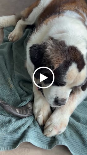 Customer video review of Large Water Buffalo Dog Chew (55+ LBS).     (2-chews)