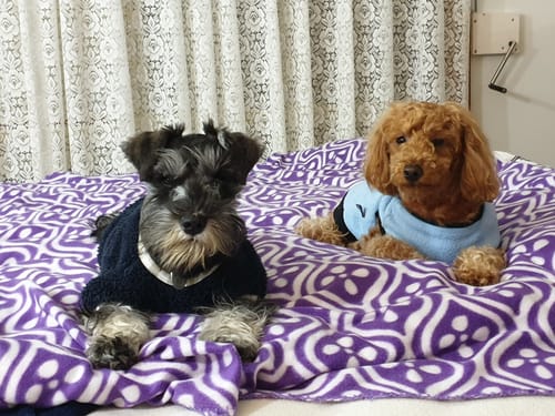 Customer photo review of Mini Kangaroo Skin Rolls - Small Dog Chews!  (10 Pack)