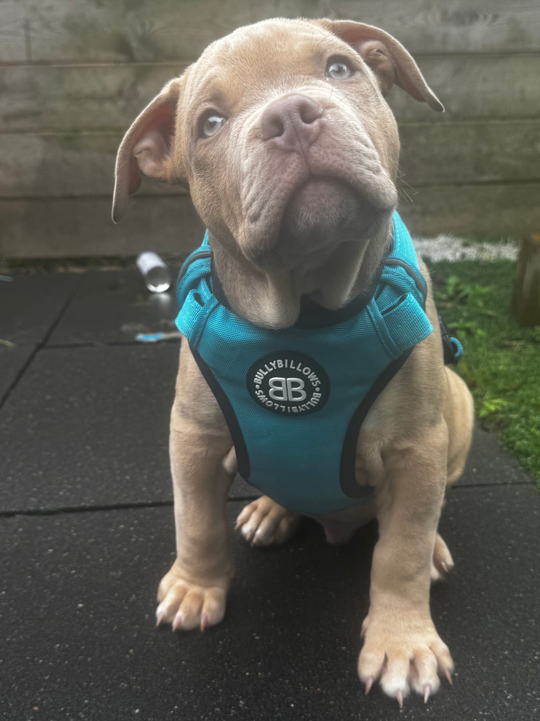 Customer photo review of Comfort Premium Harness | Non Restrictive - Light Blue