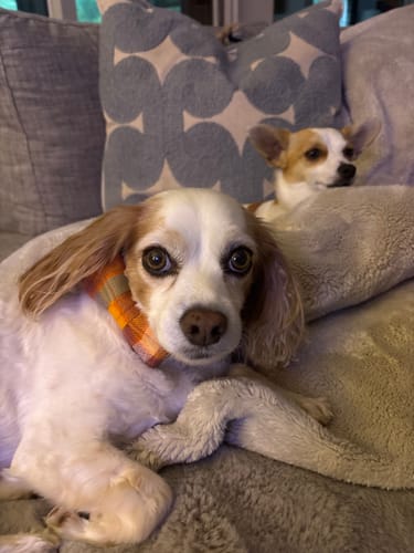 Customer photo review of Fall Plaid Dog Bow Tie for Dog Collar and Cat Collar- Orange & Blue