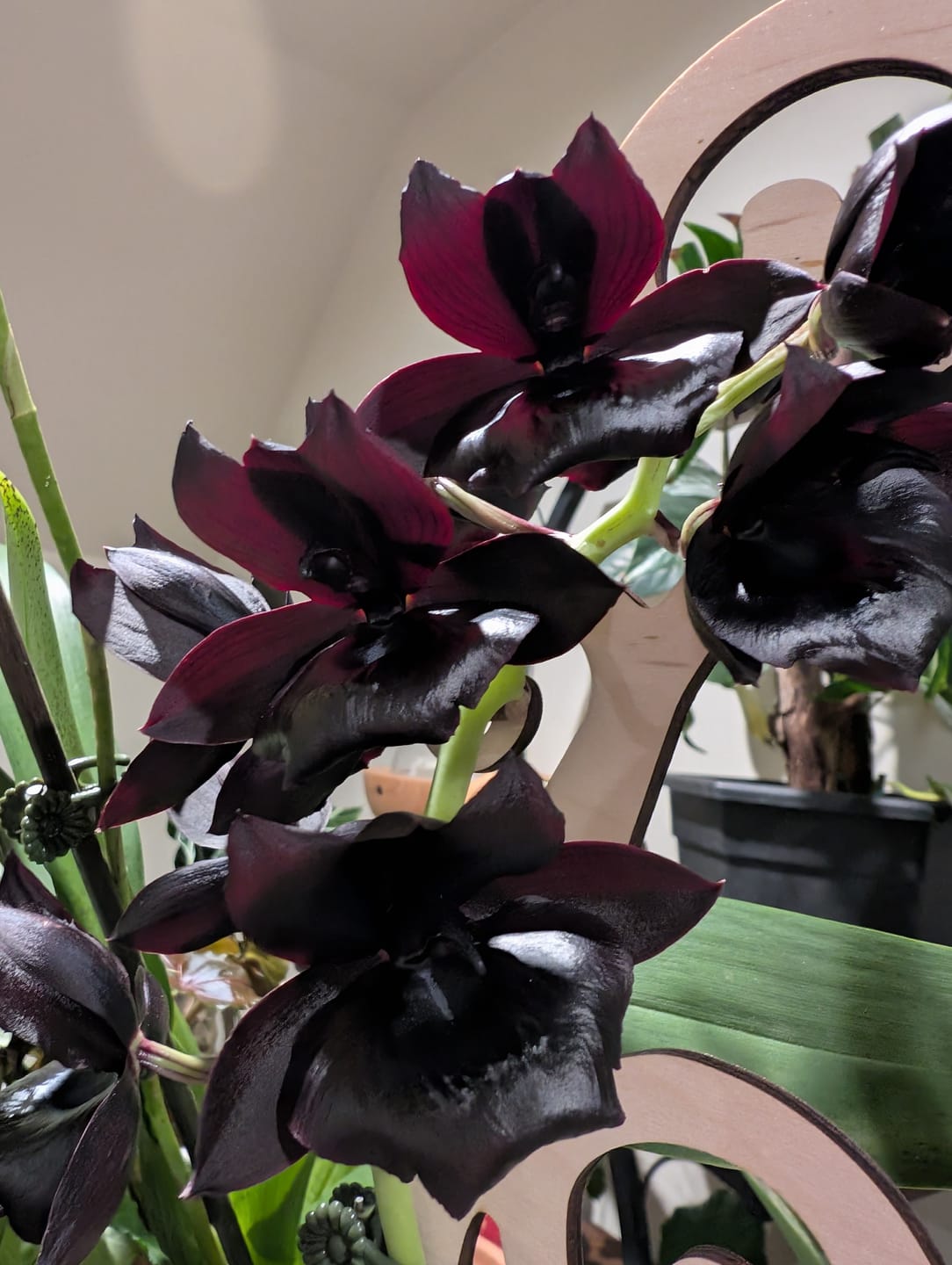 Customer photo review of BARE™ Flora™ - Customizable wooden plant support - Perfect for Orchids