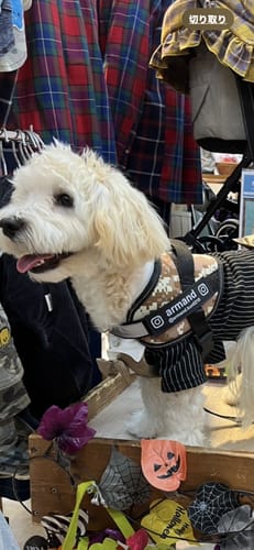 Customer photo review of FunFunPet 高機能ハーネス（お名前タグ作成サービス付き）