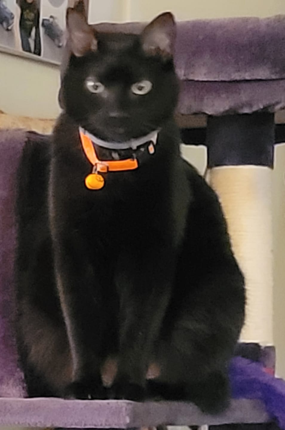 Customer photo review of Cat Itchy Skin & Healthy Coat Remedy