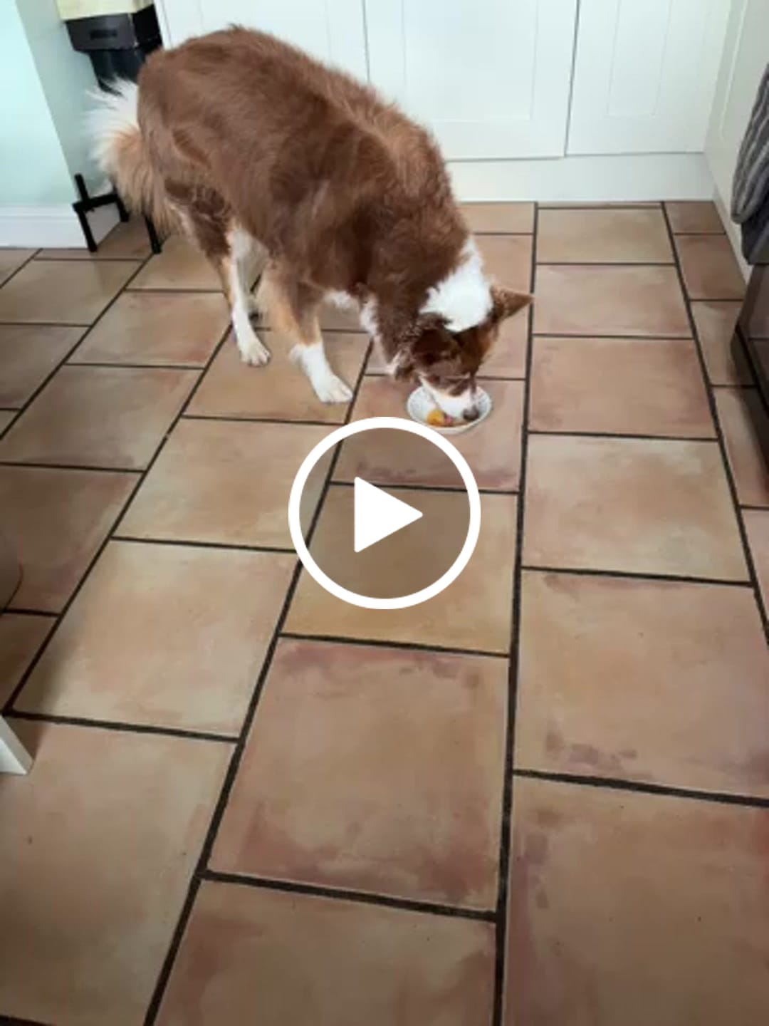 Customer video review of Chicken Bone Broth for Dogs
