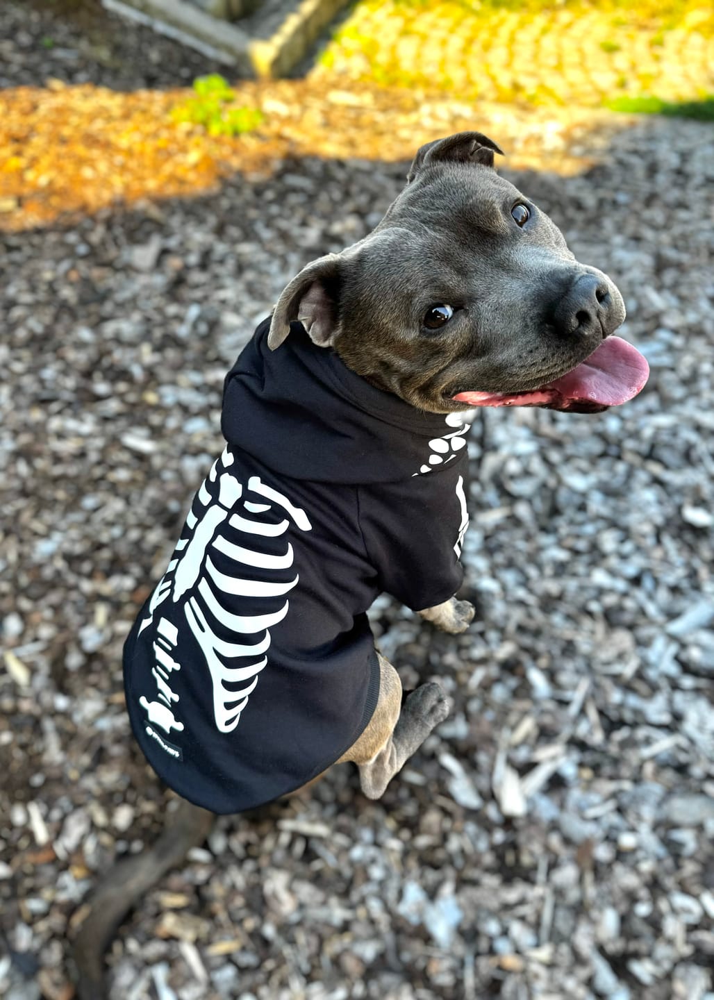 Customer photo review of Halloween Dog Hoodie - Reflective Skeleton