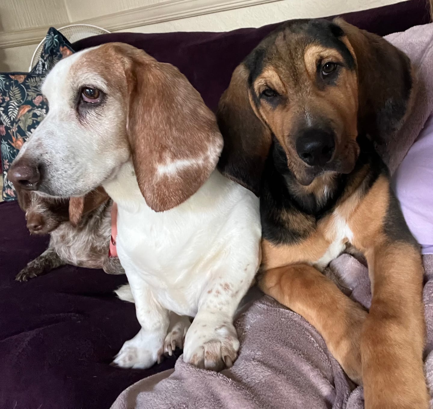 Customer photo review of Pumpkin Powder Supplement for Dogs (200g)