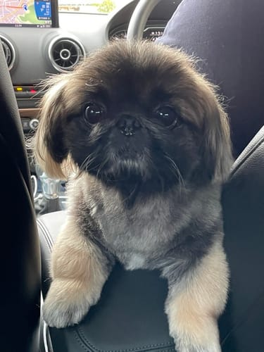 Customer photo review of 本物そっくり♪ペットクッション