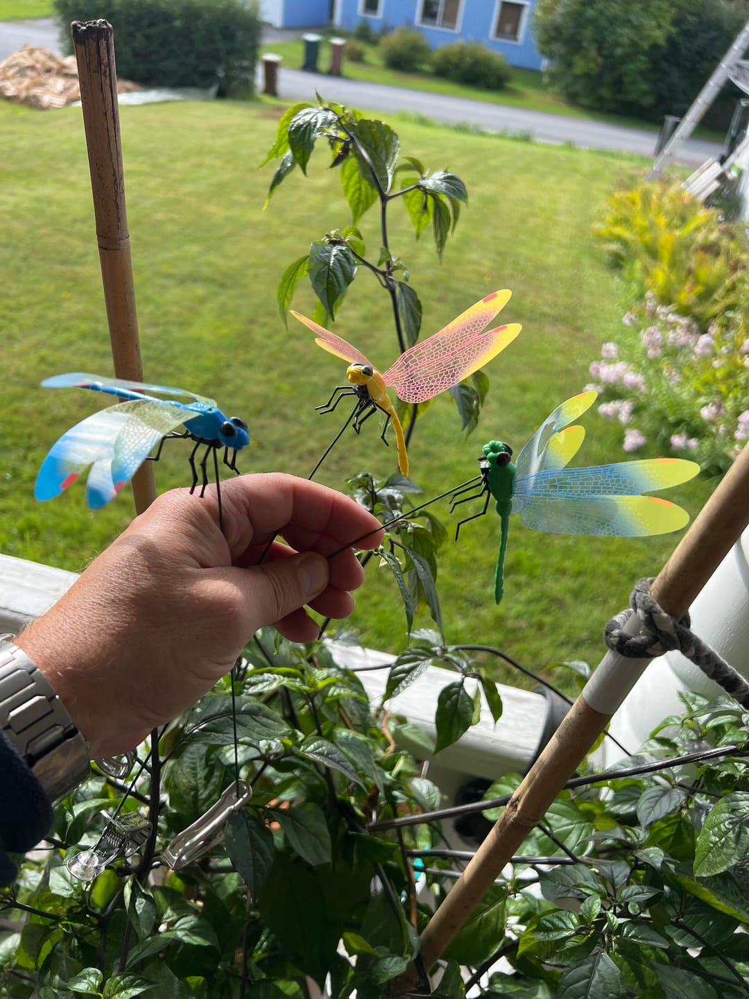 Customer photo review of Trollsländan - Bromsens värsta fiende