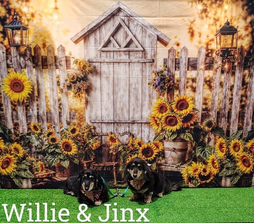 Customer photo review of DE-01 Dental Dogbiotic