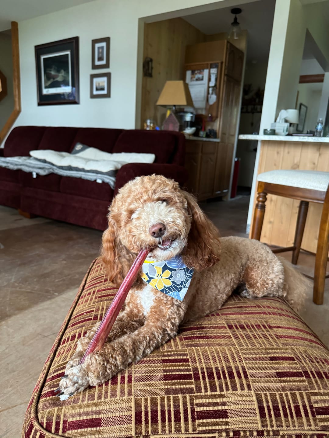 Customer photo review of 12 Inch Extra Thick Bully Sticks