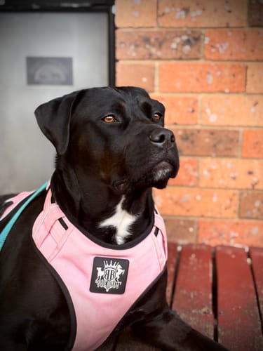 Customer photo review of Dog Harness - Active X Pink