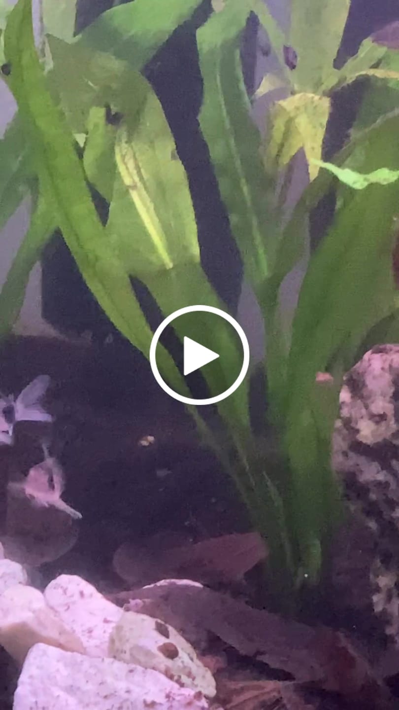 Customer video review of Panda Cory Catfish
