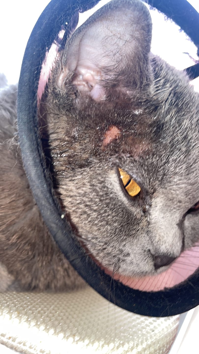 Customer photo review of Cat Gel