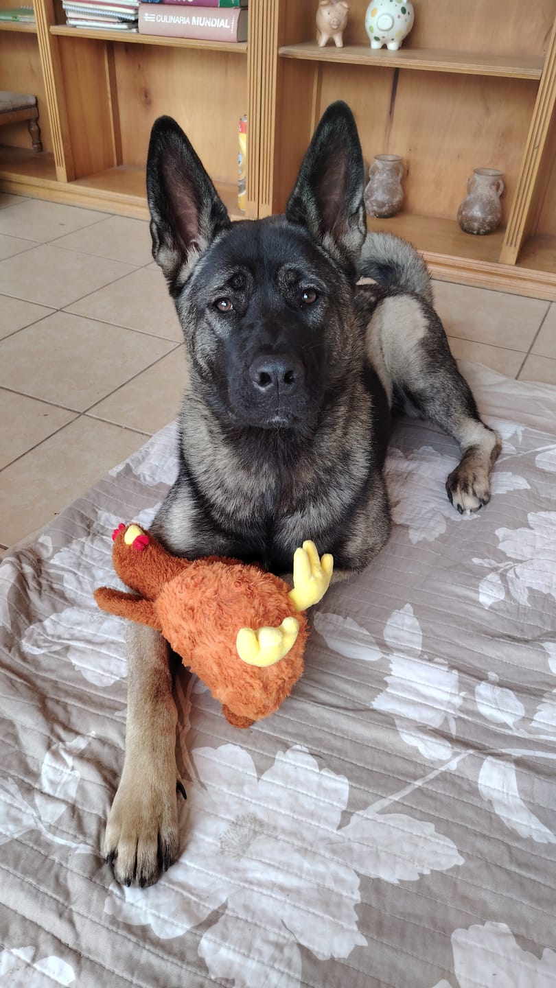 Customer photo review of Gallina Divertida