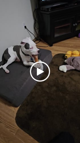 Customer video review of Smoked Beef Marrow Bone