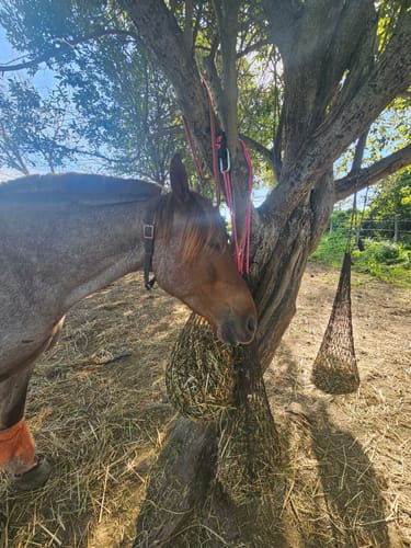 Customer photo review of 4 For $100 Deal