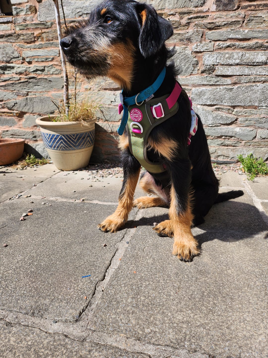 Customer photo review of Trail & Glow Dog Harness - COLOUR DROPS® - Olive it Hot