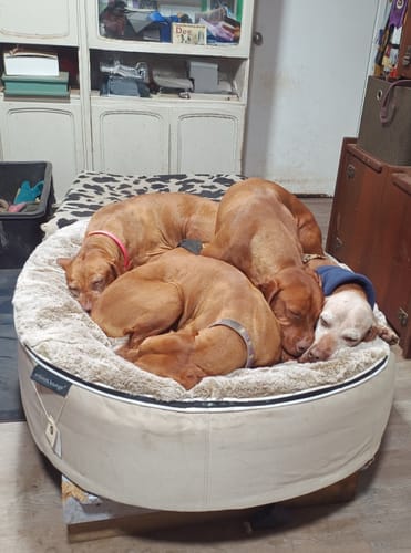 Robyn H. review of Your Dream Dog Bed image 1 out of 1