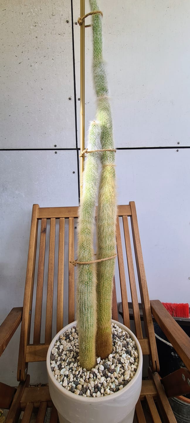Customer photo review of Muddis Erde - Mineralisches Substrat