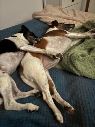 Customer photo review of Hemp Spring Bundle Exclusive: Hemp Seed Oil + Free pack of Doggie Wipes