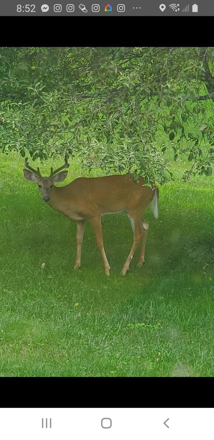 Customer photo review of Antler IV Mineral Attractant