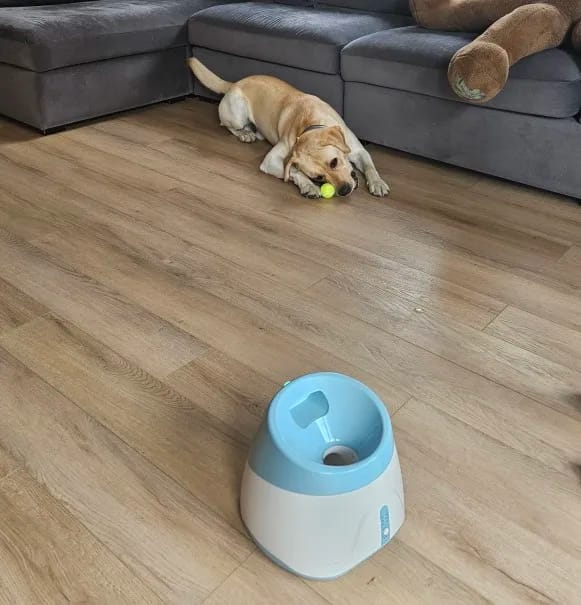 Customer photo review of FetchMate Automatic Dog Ball Launcher | Dog Toy