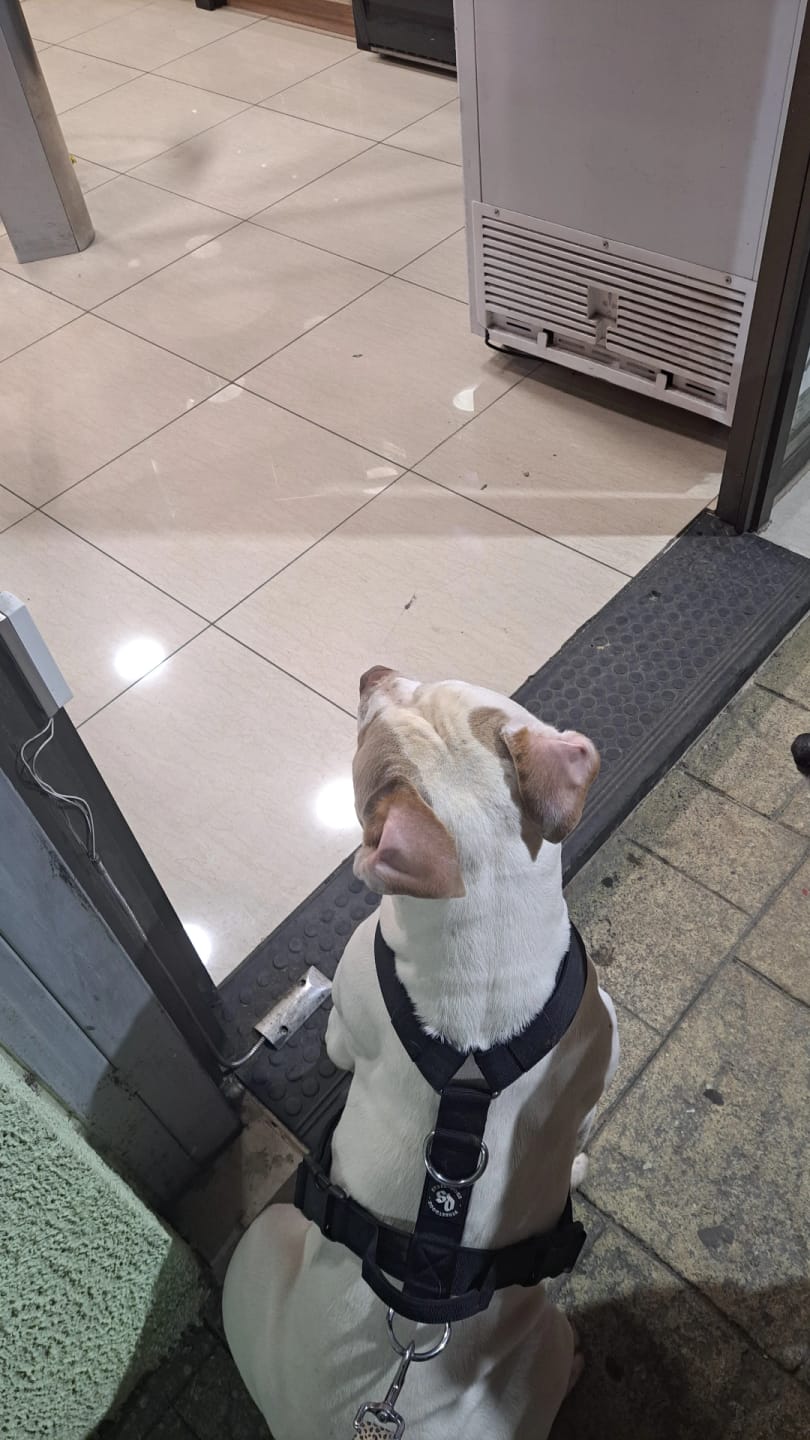 Customer photo review of Arnés Strap para Perros- Street Dogs - Black