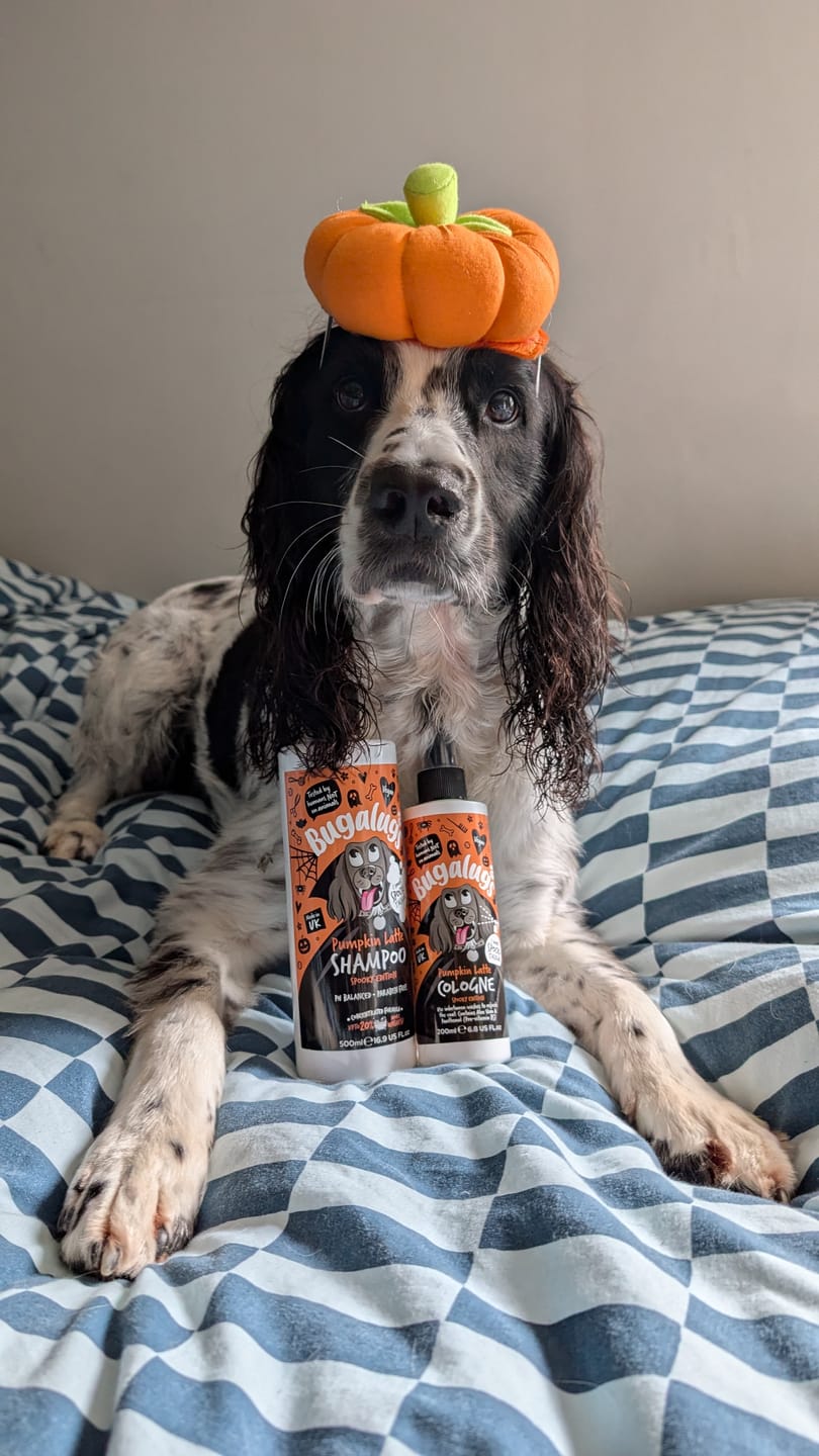 Customer photo review of Spooky Edition: Pumpkin Latte Bundle (Shampoo + Cologne)