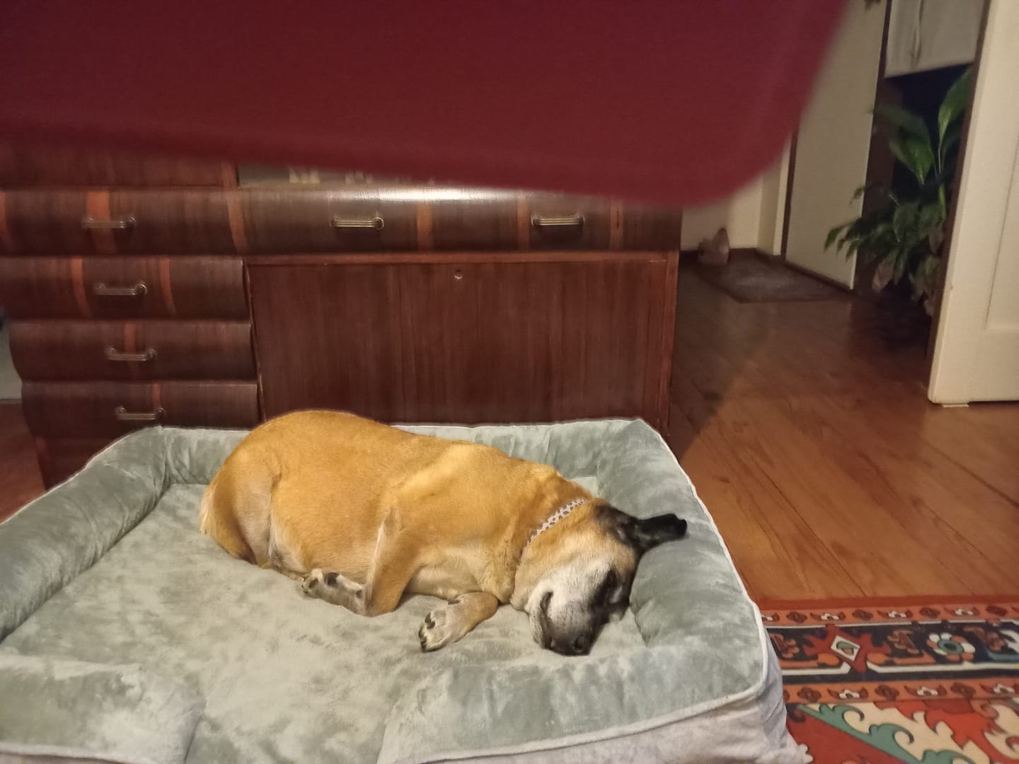 Customer photo review of Memory Foam Pet Sofa Bed