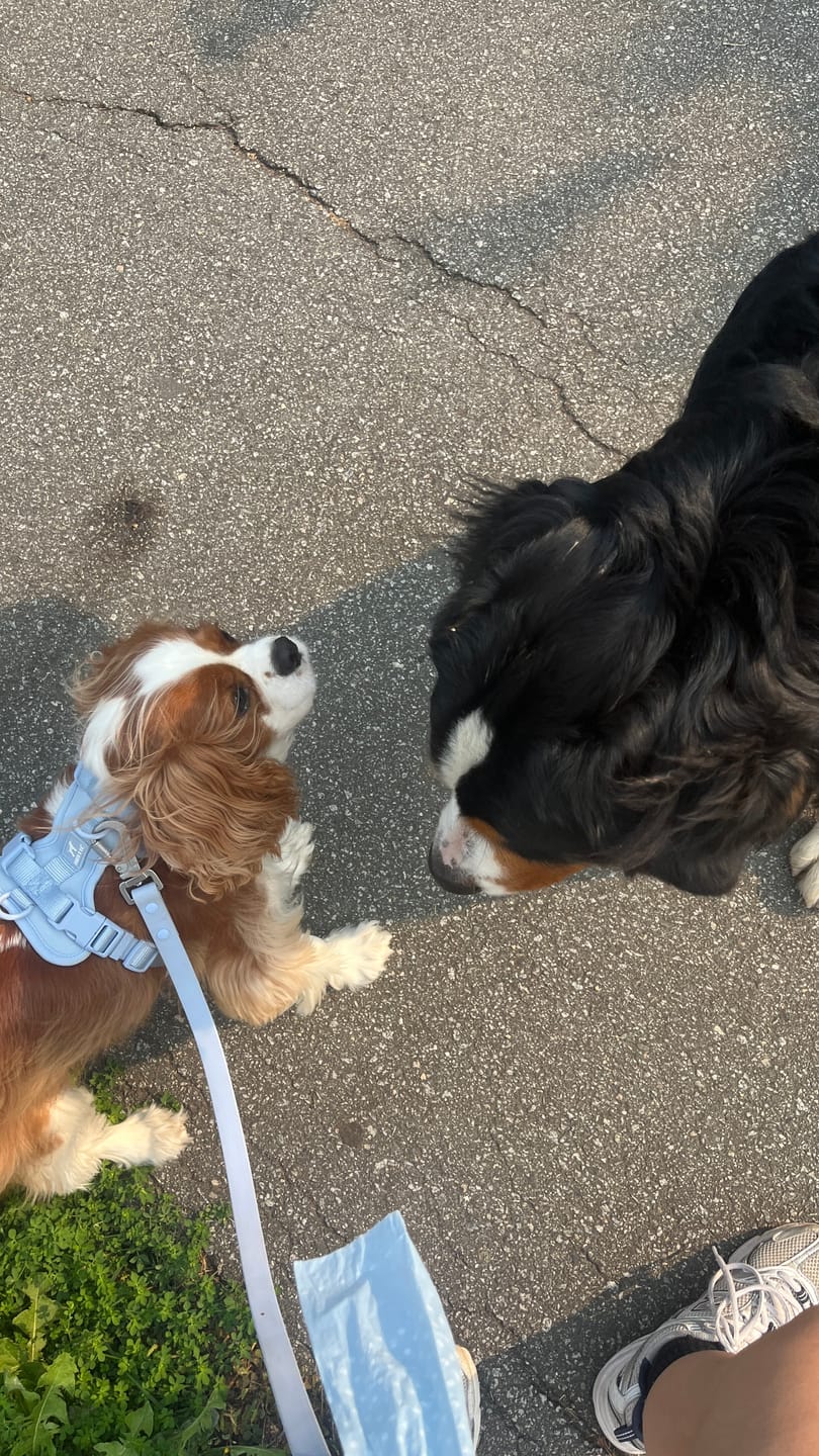Customer photo review of Solace 6-IN-1 Hands Free Waterproof Leash