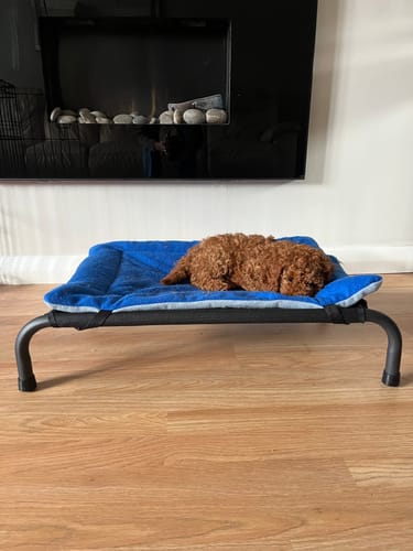 Customer photo review of HiK9 Bed with Purple Mesh Cover