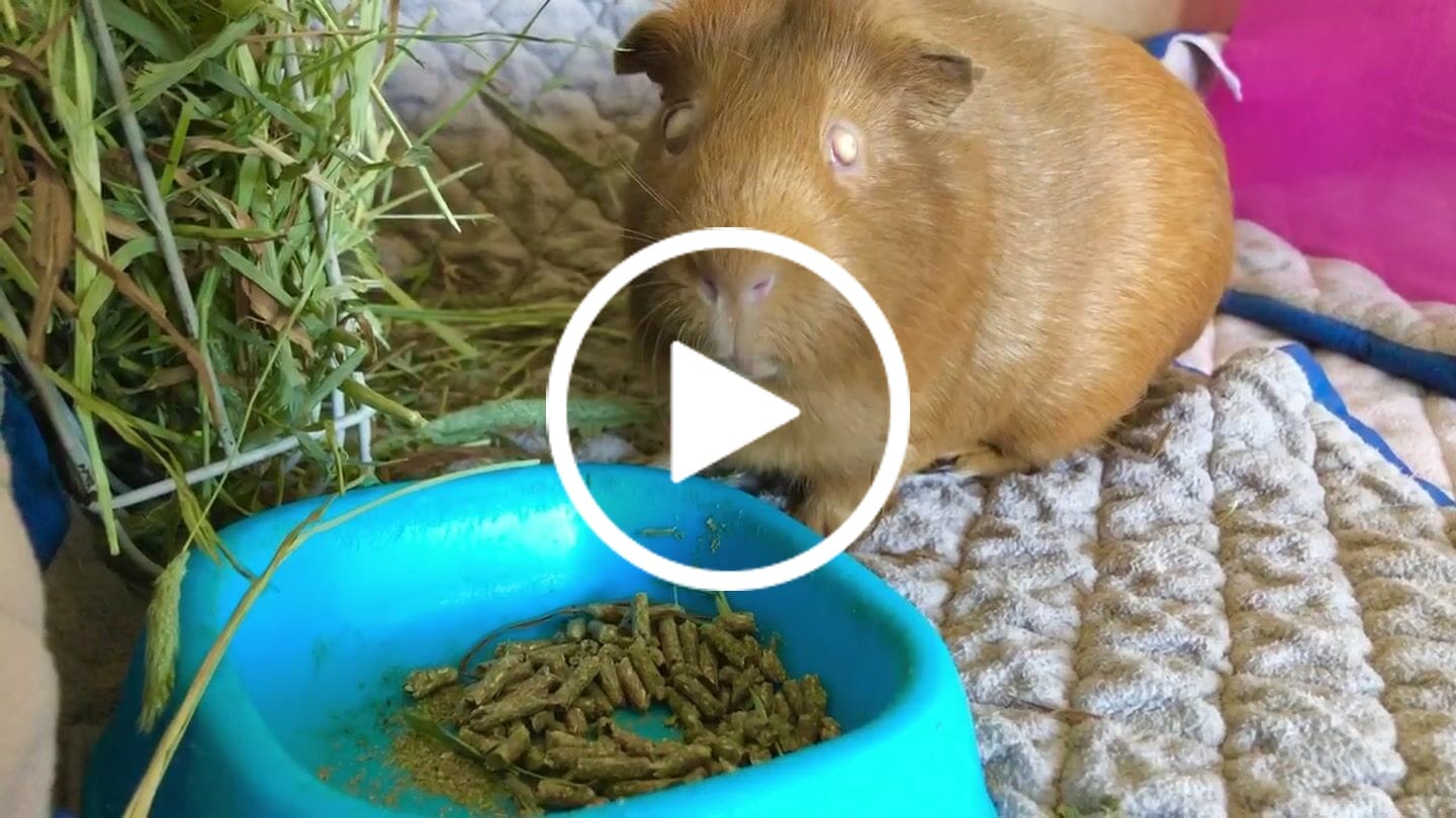 Customer video review of GuineaDad Premium Liner For Small Animal Cages