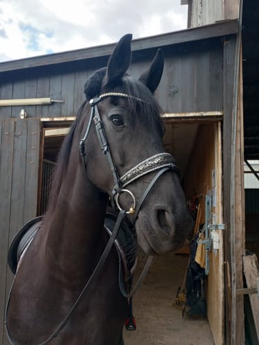 Customer photo review of Nasenriemen „Silver Lace“ – 4 Reihen Crystal Rocks & edles Lace-Design