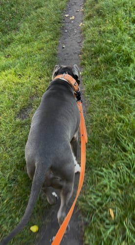 Customer photo review of Smycz z dodatkową rączką - Guard Leash Pomarańczowa