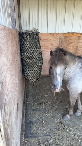 Customer photo review of Hay Chix® Replacement Nets