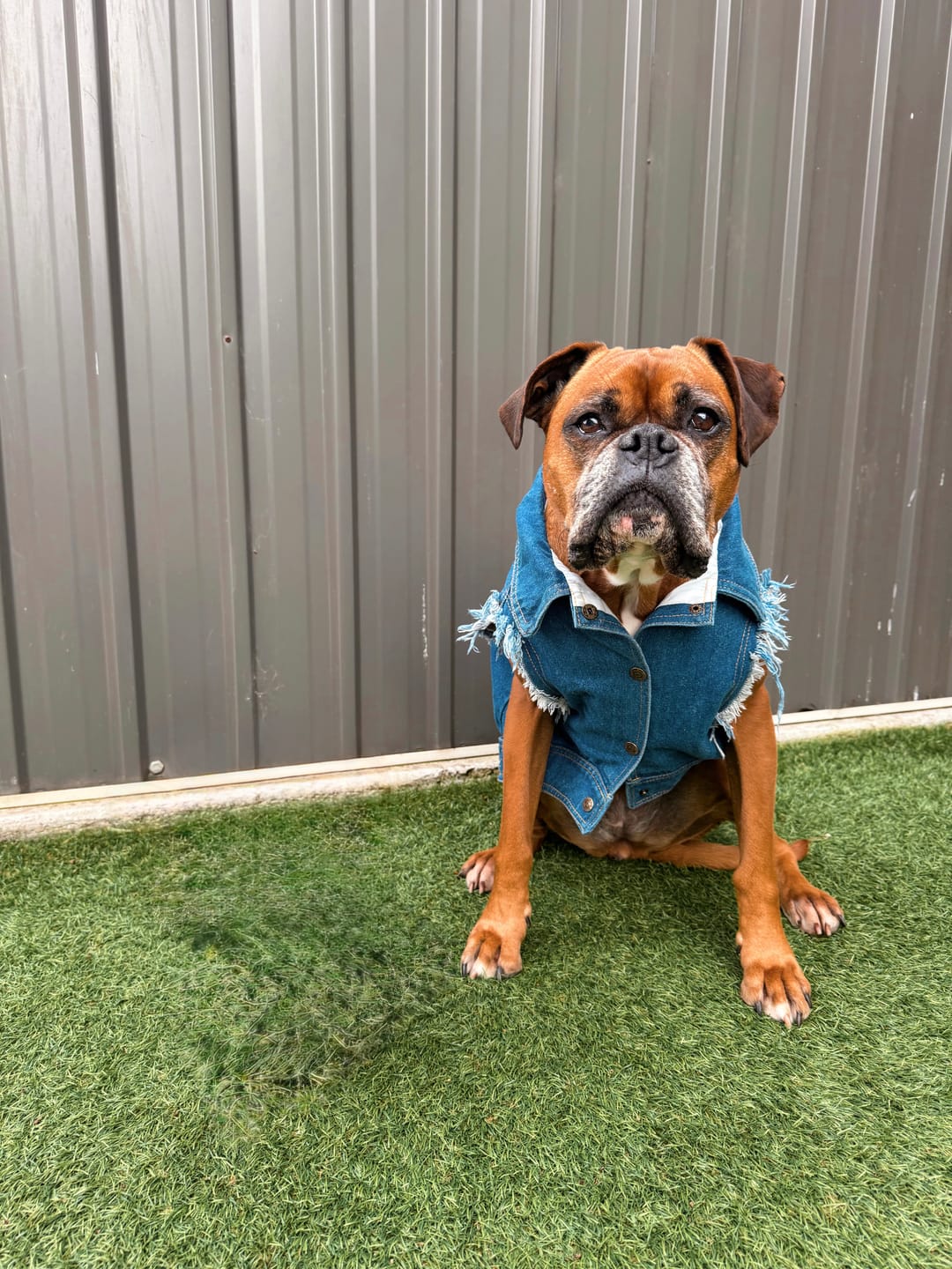 Customer photo review of Denim Dog Vest Raw Blue - Unpatched