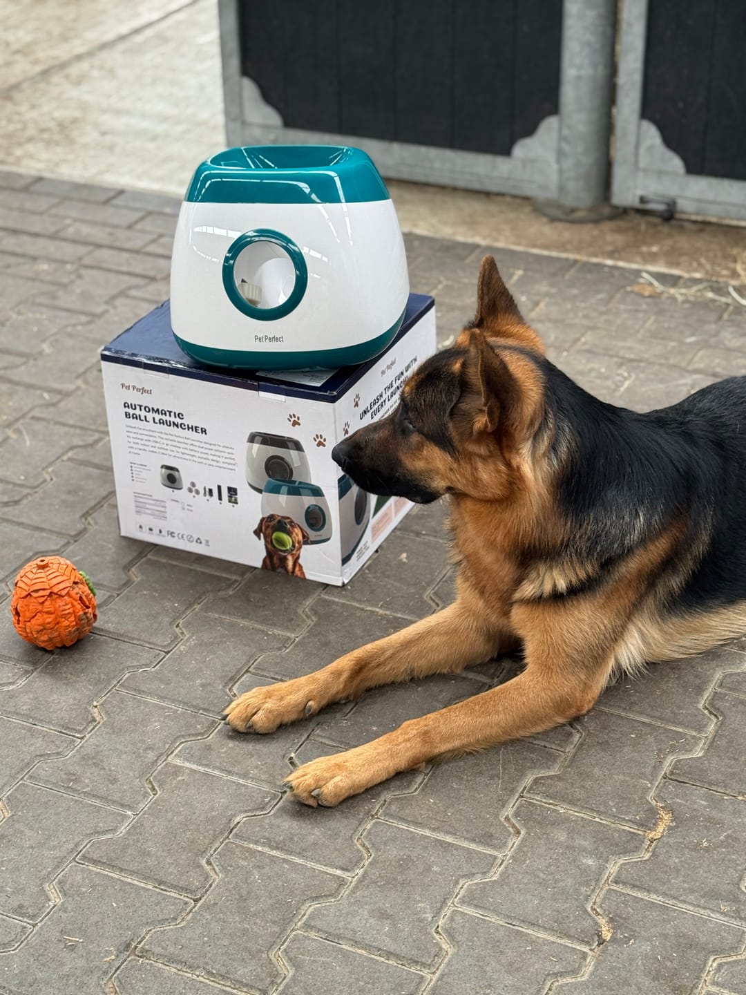 Customer photo review of Pet Perfect Automatische Ballenwerper Hond XL