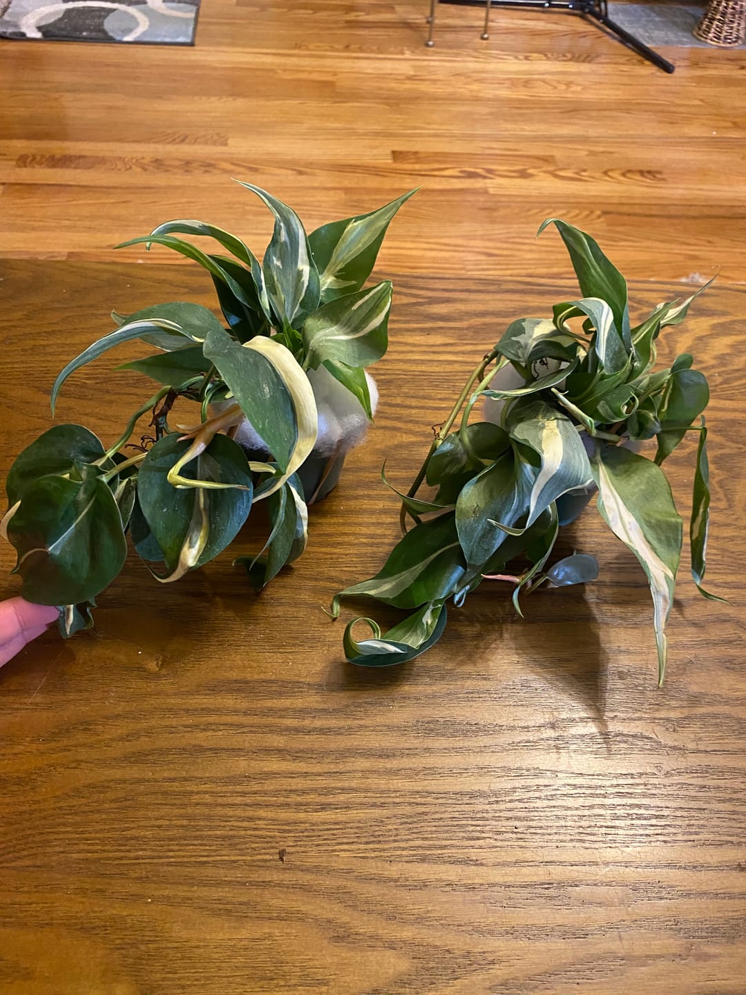 Customer photo review of Philodendron hederaceum 'Rio' - 3"