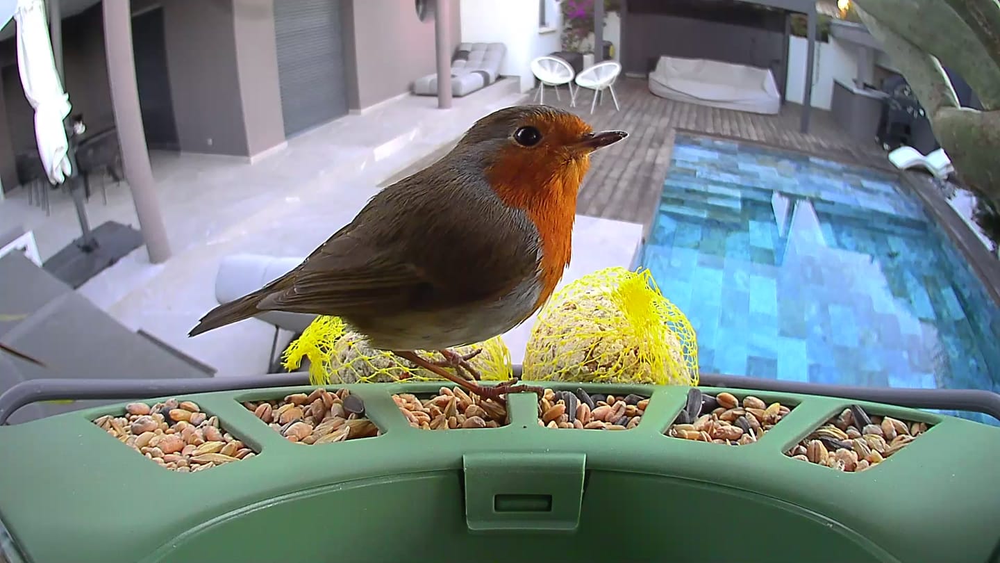 Customer photo review of Birdfy Feeder 2 Pro - Dual-Lens Smart Bird Feeder with Camera